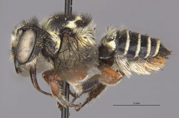 Media type: image;   Entomology 15706 Aspect: habitus lateral view